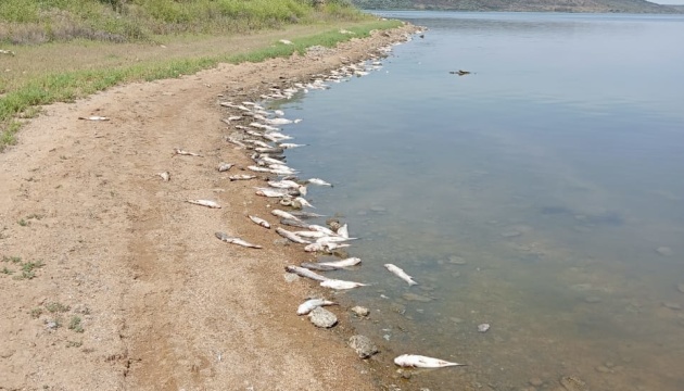 У Хаджибейському лимані зафіксували масову загибель риби