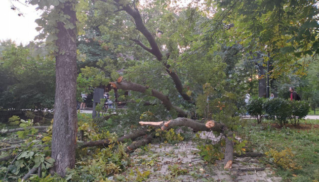 Man is killed and four others injured in Kyiv park due to falling tree