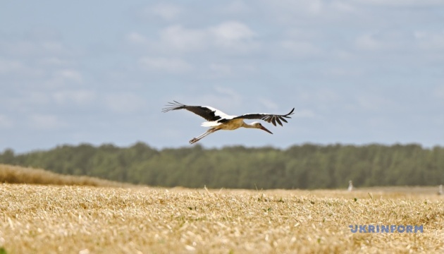 Як в Євросоюзі: в Україні вводять єдину систему класифікації територій