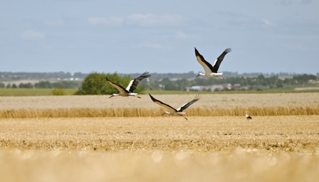 Kirovohrad region harvested 2 million tons of late grains and legumes