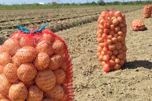 На Донеччині овочево-баштанні культури та картопля зібрані на 51% площ - ОВА