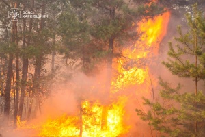 На Донеччині й Харківщині вирують лісові пожежі, вогонь знову наближається до села Студенок