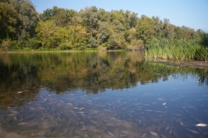 На Чернігівщині погіршується якість води у річці Сейм - Міндовкілля