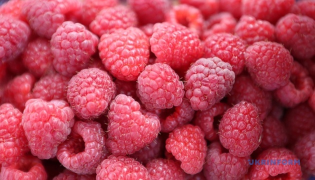 Україна збільшує експорт ягід до Франції та Німеччини - галузева асоціація