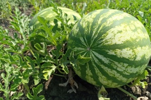 Mykolaiv region’s harvest of melons, watermelons grows 20% this year