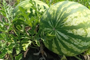 Mykolaiv region’s harvest of melons, watermelons grows 20% this year