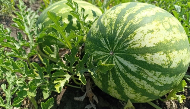 Mykolaiv region’s harvest of melons, watermelons grows 20% this year