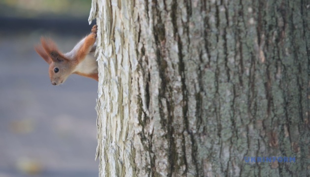 Найближчий тиждень в Україні буде теплим і без опадів - синоптики
