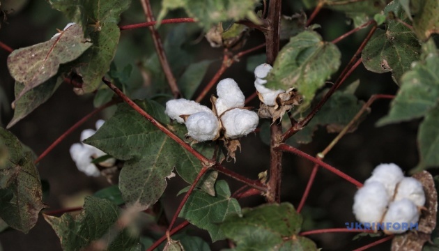 Узбекистан посилює контроль за експортом бавовняної целюлози