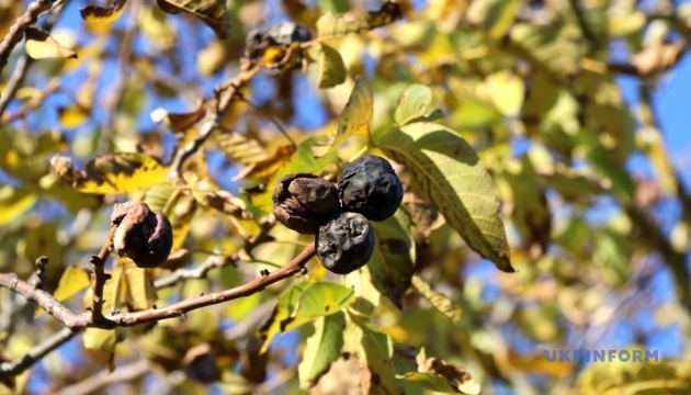 Сьогодні вдень прогріє до +27°, дощі та грози - лише на заході України