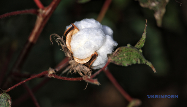 Experimental cotton harvesting campaign near completion in Ukraine