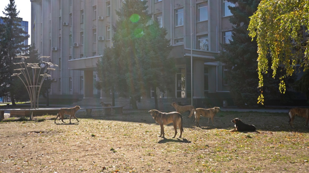 Собаки біля будівлі міської ради Херсона, жовтень 2024 року. Фото: Діана Колодяжна, ZMINA