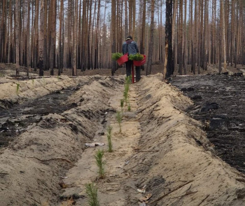 Днями було висаджено 2 га лісу. Фото: Донецька ОВА