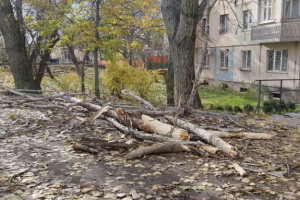 В Одесі на жінку впало дерево - вона у важкому стані