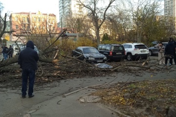 У Києві дерево впало на жінку - вона загинула від травм