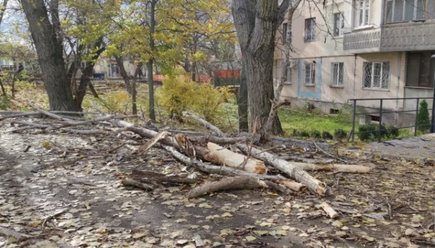 В Одесі на жінку впало дерево - вона у важкому стані