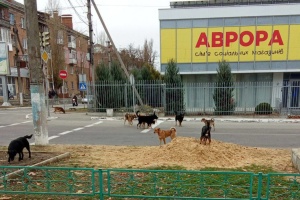 Захоплена Нова Каховка потерпає від нашестя бродячих тварин - «Жовта стрічка»