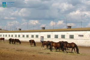 На Кіровоградщині кінному заводу повернули 18 гектарів землі