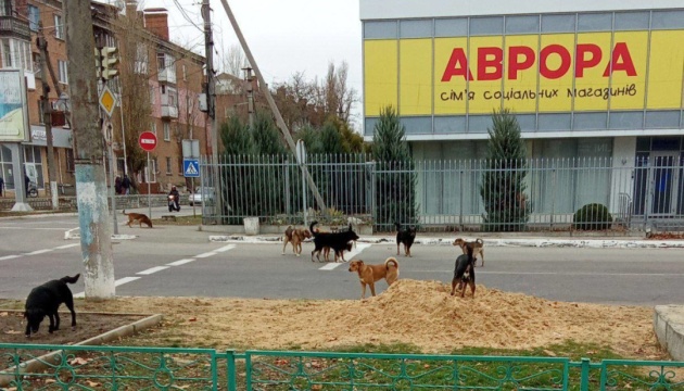 Захоплена Нова Каховка потерпає від нашестя бродячих тварин - «Жовта стрічка»