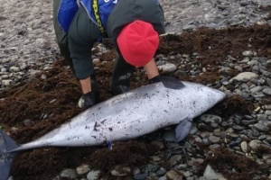 Some 58 dolphins die following fuel oil spill in Black Sea 