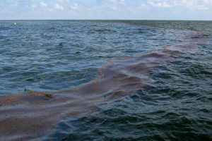 Costas contaminadas, aves y delfines muertos: Ucrania evalúa los daños causados por el fueloil ruso en el Mar Negro