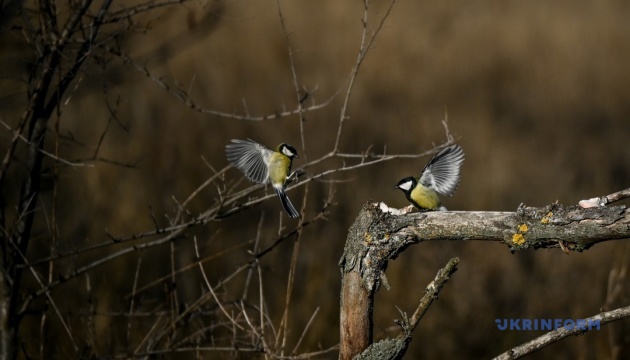 Україні у п'ятницю прогнозують від 2° морозу до 14° тепла