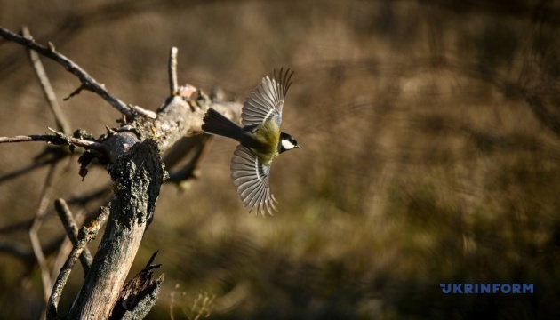 Україні у понеділок прогнозують суху погоду, прогріє до +18°