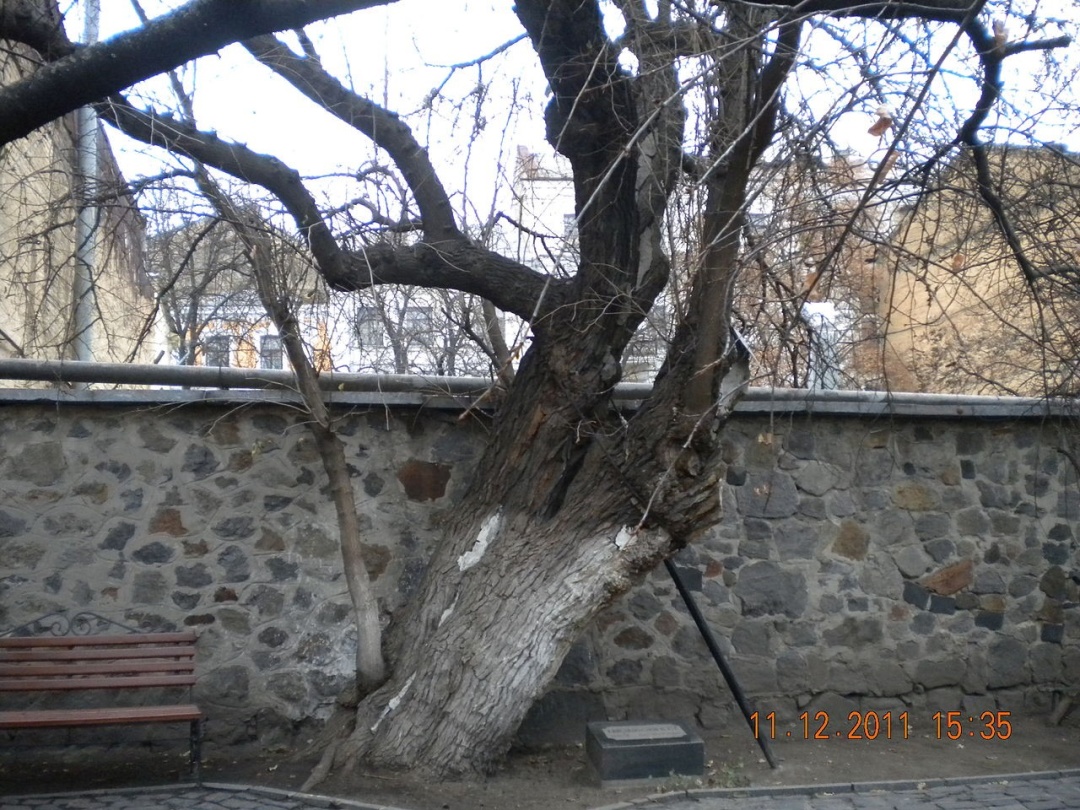 Шовковиця Шевченка до початку лікування, 2011 рік. Фото: Вікіпедія