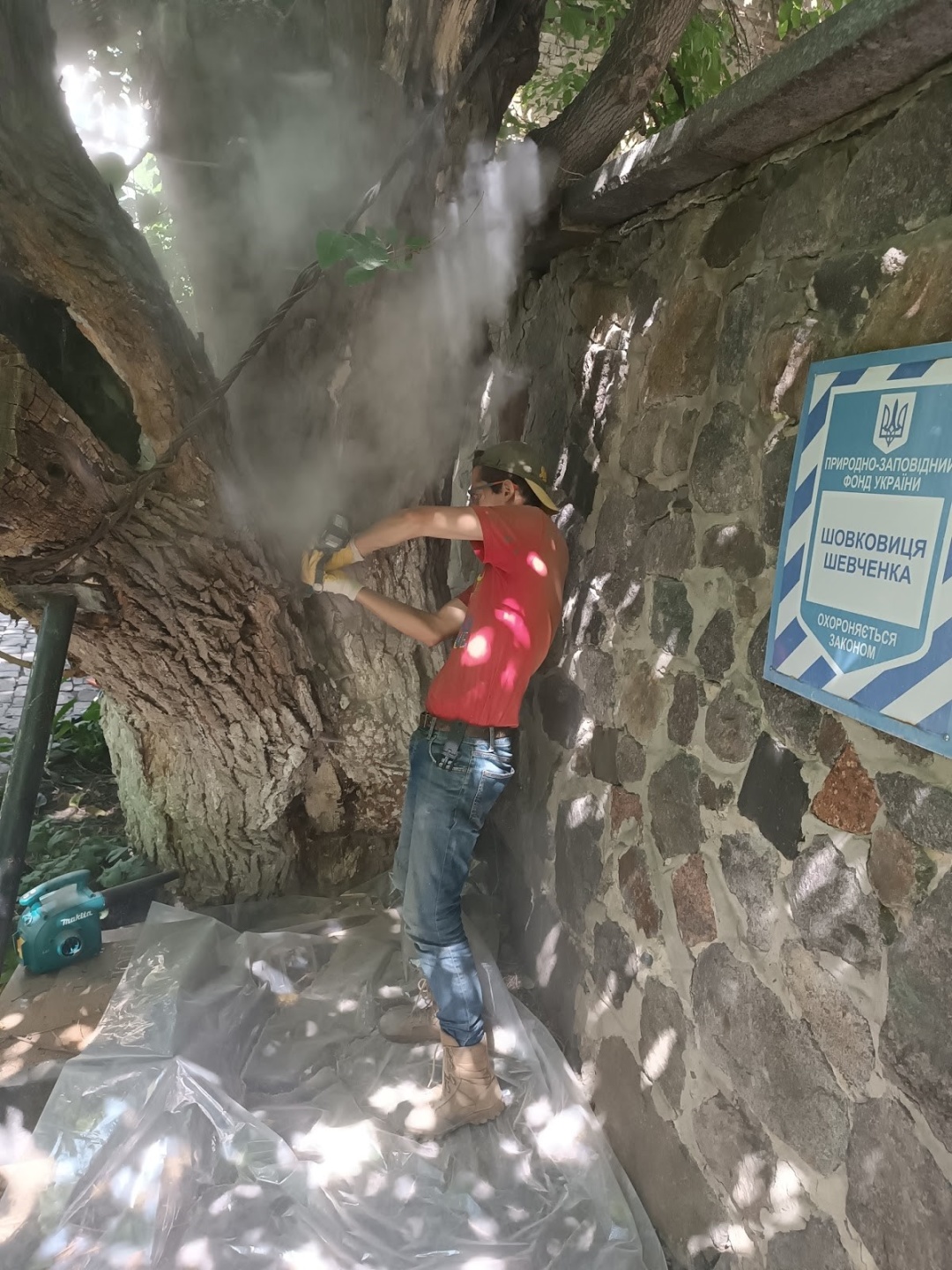 Арборист за роботою. Звільнення від пломб.