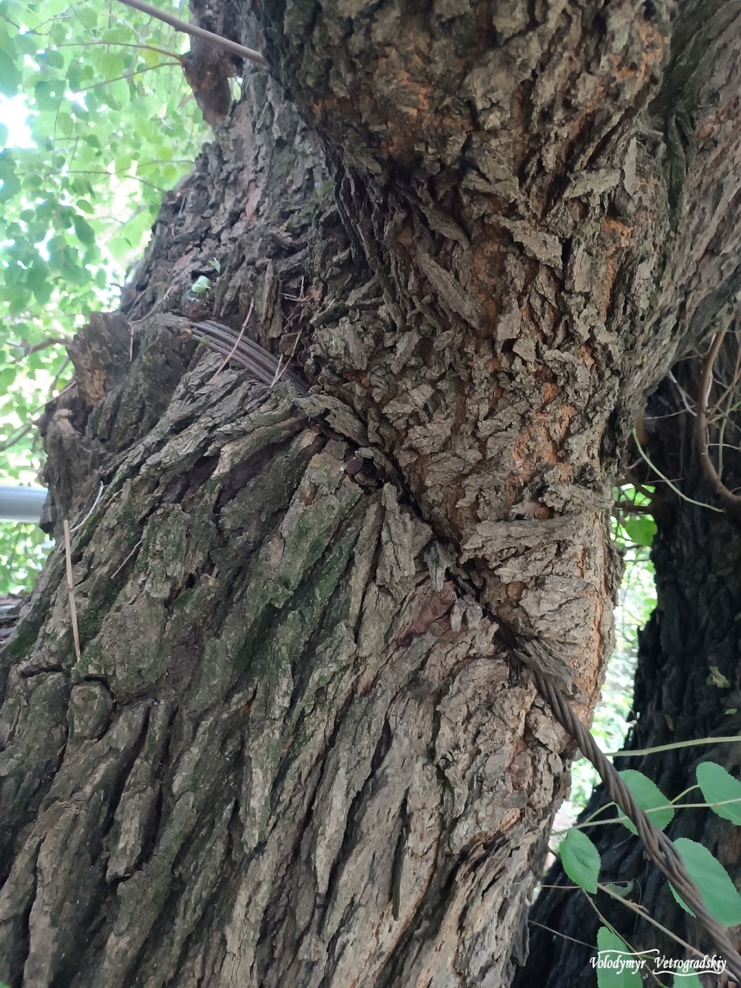 Стовбур у дротах