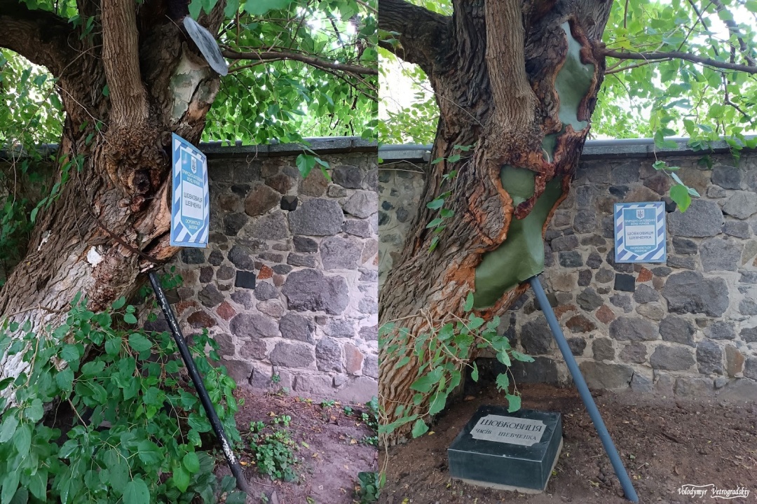 Шовковиця Шевченка: було і стало.