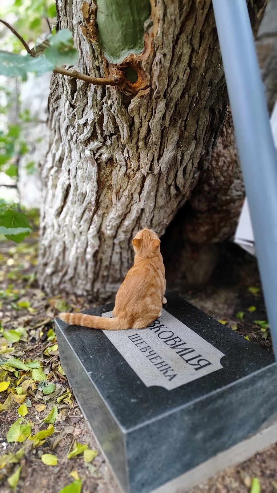 Один із уважних спостерігачів за процесом лікування.