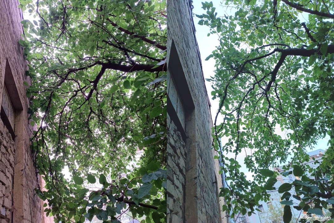 Розріджена крона тепер не притуляється до будівлі. Було і стало.