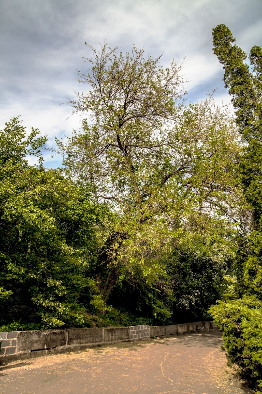 Шовковиця Шевченка біля Видубицького монастиря. Фото: Вікіпедія