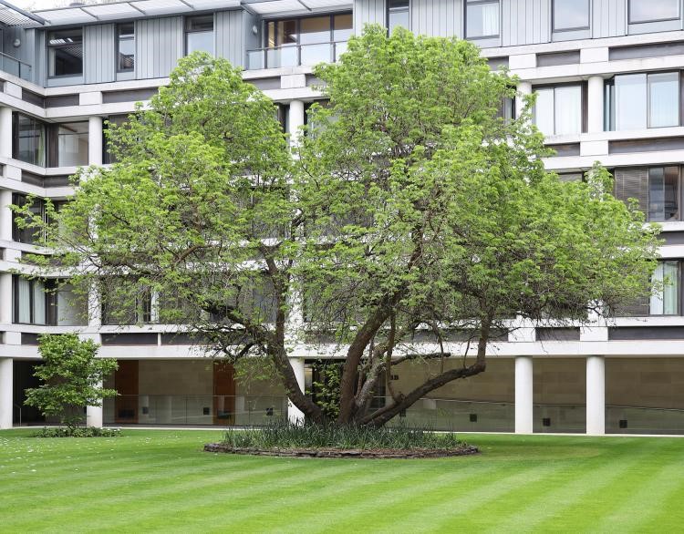 Меморіальна шовковиця у британському королівському коледжі (Кембридж) на фоні нових корпусів.