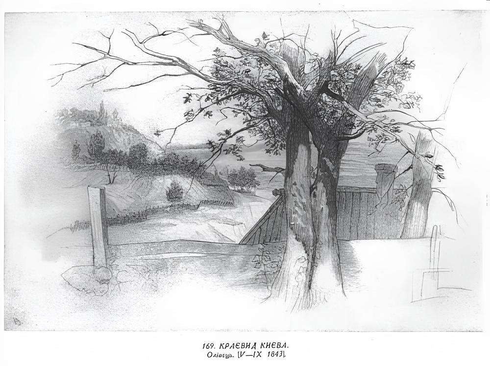 Шовковиця у малюнках Тараса Шевченка.