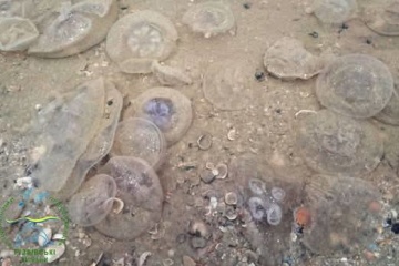 Se produce un varamiento masivo de medusas contaminadas con fuelóleo en la costa de la región de Odesa