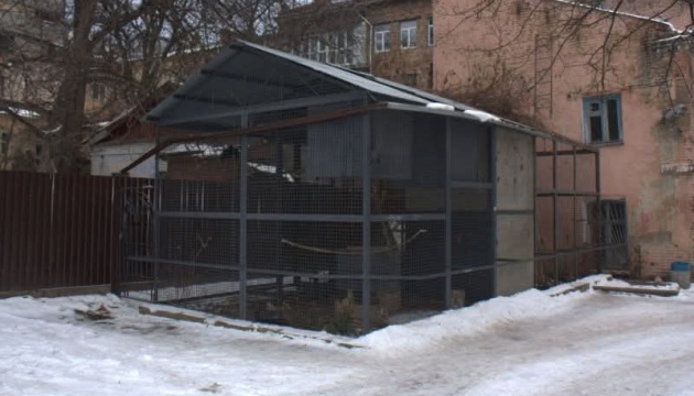 У КМДА спростували інформацію, що «Дворик із воронами» на Рейтарській можуть забудувати