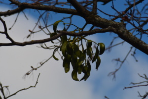 У середу в Україні вночі - слабкий мороз, вдень до +15°