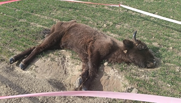 Тяжкохвора самиця зубра, яку виявили на Львівщині, померла попри надання ветдопомоги