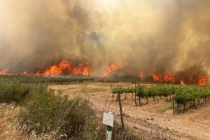 Світ торік втратив рекордну кількість лісів через пожежі, спричинені зміною клімату