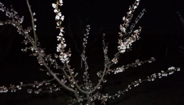 Через квітневі заморозки постраждали абрикосові сади на Херсонщині