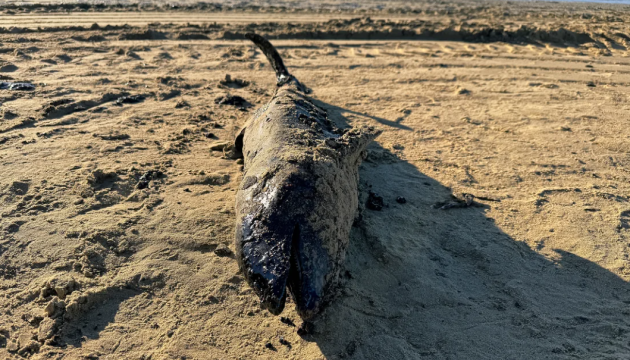 На березі Чорного моря у Краснодарському краї за місяць виявили понад 100 загиблих дельфінів - ЦПД
