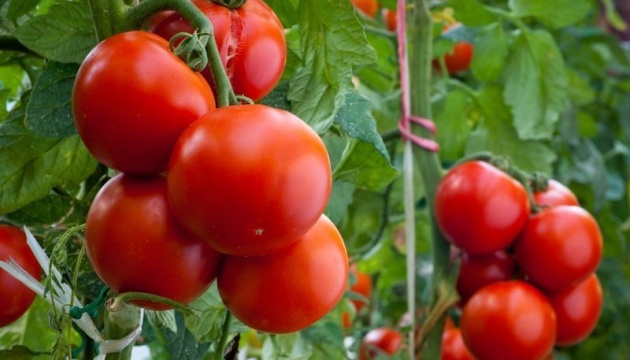 У продаж надійшли перші партії українських тепличних томатів У продаж надійшли перші партії українських тепличних томатів