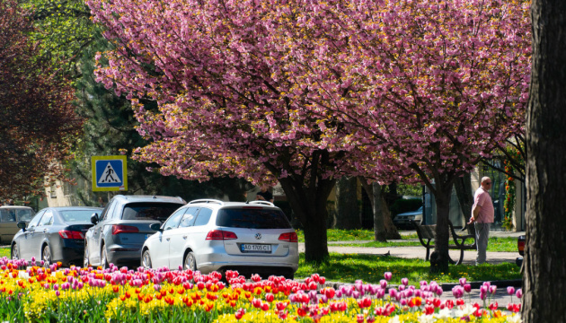 В Ужгороді - пік цвітіння сакур В Ужгороді - пік цвітіння сакур