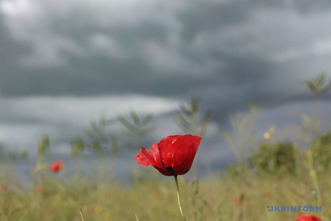 Фото: Ніна Ляшонок Фото: Ніна Ляшонок