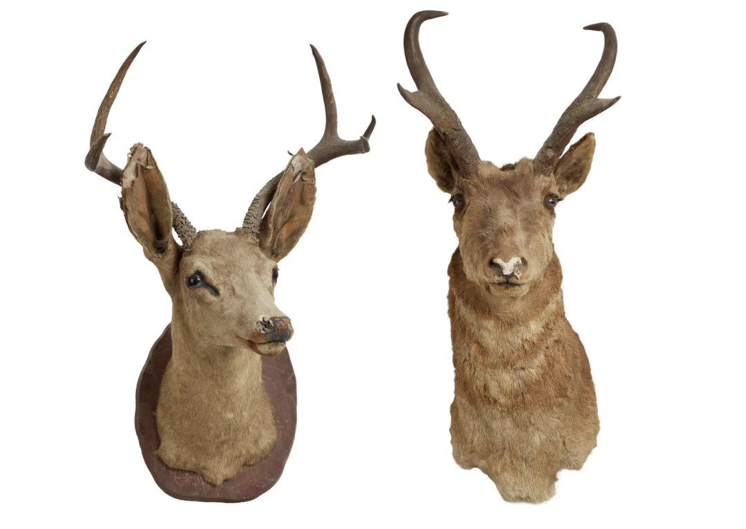 Оленячі голови / 