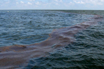 Delfines mueren en Sebastopol por el vertido de aguas residuales en la bahía