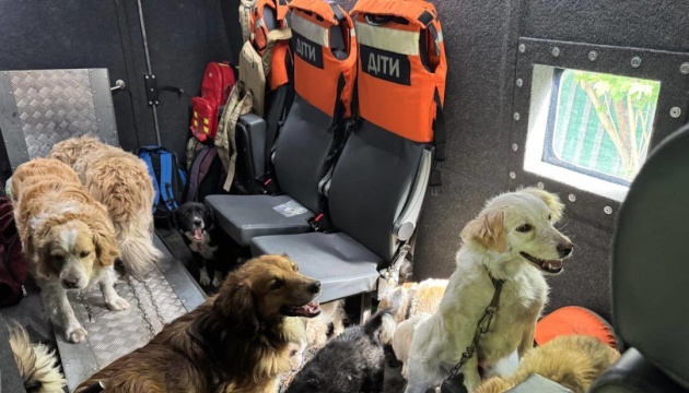 З прикордоння Сумщини евакуювали жінку з 12 собаками