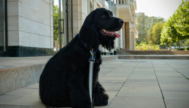 У Києві домашніх тварин можна буде зареєструвати в ЦНАПах